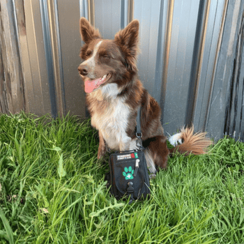 Apteczka Survival Survival First Aid Kit Pet